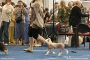National Dog Show CAC – hairless female Status Imperial Only You