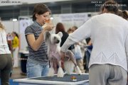 National Dog Show CAC – Russia, Yaroslavl (Jaroslavl)