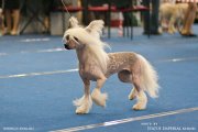 National Dog Show CAC – hairless female Elenline Zena