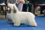 National Dog Show CAC – powderpuff female Elenline Valhalla