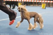 National Dog Show CAC – hairless female Elenline Beatriche