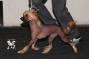 Интернациональная выставка собак CACIB – голая сука Elena Lunabalu