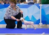 Интернациональная выставка собак CACIB – голый кобель Star Show Bon Ami Jourdain