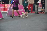 International Dog Show CACIB – hairless male Hugo Boss Gattaca Sensiamore