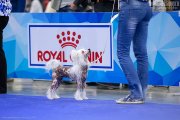 International Dog Show CACIB – hairless female Sofiris Show Danzante Chianti