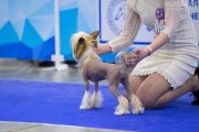 International Dog Show CACIB – hairless female Star Show Bon Ami Elis British Queen