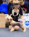 Club Dog Show Candidat in Club Winner – hairless male Rolana Family Elisey