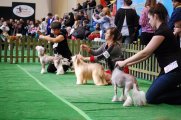 Национальная выставка собак CAC – пуховая сука Darrsy Plysovy pritel