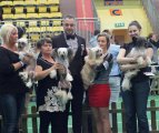 Национальная выставка собак CAC – пуховая сука Darrsy Plysovy pritel