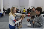 Региональная выставка собак CAC – голый кобель Amalina's Za Vdv