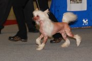 Национальная выставка собак CAC – голый кобель Batiste Von Shinbashi