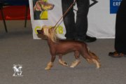 Национальная выставка собак CAC – голая сука Elena Lunabalu