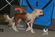 Национальная выставка собак CAC – голая сука Anselmie Crispello