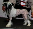 Club Dog Show Club Winner – hairless female Orkhideya Vanda