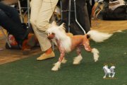 Национальная выставка собак CAC – голый кобель Batiste Von Shinbashi