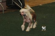 Национальная выставка собак CAC – голая сука Anselmie Crispello