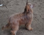 Национальная выставка собак CAC – пуховая сука Stella Plyus Izvestnaya Larushka