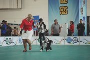 National Dog Show CAC – powderpuff male Charisma-Sterling Never Say Never