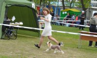 Региональная выставка собак CAC – голая сука Star Show Bon Ami Elis British Queen