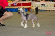Club Dog Show Club Winner – hairless male Ognenny Lotos Hard-Rock