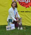 Национальная выставка собак CAC – голая сука Star Show Bon Ami Elis British Queen