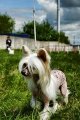 Regional Dog Show CAC – hairless female Izabel Krilya Angela
