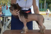 Национальная выставка собак CAC – голый кобель Gran Amigo Deming Arman