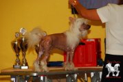 Региональная выставка собак CAC – голый кобель Batiste Von Shinbashi