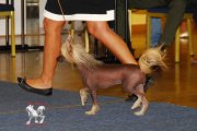 Regional Dog Show CAC – hairless female Elena Lunabalu