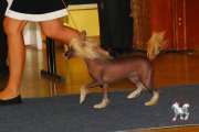 Региональная выставка собак CAC – голая сука Elena Lunabalu