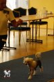 Региональная выставка собак CAC – голая сука Anselmie Crispello