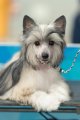 Интернациональная выставка собак CACIB – пуховая сука My Vanity Fair Rowena