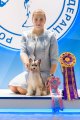 International Dog Show CACIB – powderpuff female My Vanity Fair Rowena