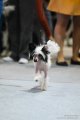 Национальная выставка собак CAC – голая сука Mashama Mazi Rus Ukengee Grand Passage