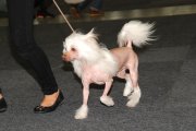 National Dog Show CAC – hairless male Batiste Von Shinbashi