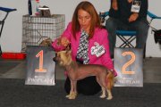 National Dog Show CAC – hairless female Elena Lunabalu