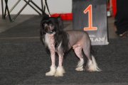 Национальная выставка собак CAC – голый кобель Unchained Melody Princes De La Roses
