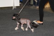 National Dog Show CAC – hairless male Unchained Melody Princes De La Roses