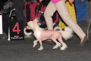 International Dog Show CACIB – hairless male Batiste Von Shinbashi