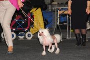 Интернациональная выставка собак CACIB – голый кобель Batiste Von Shinbashi