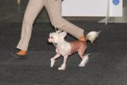 Интернациональная выставка собак CACIB – голая сука Anselmie Crispello