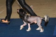 National Dog Show CAC – hairless male Unchained Melody Princes De La Roses