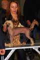 International Dog Show CACIB – hairless female Elena Lunabalu