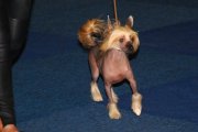 Интернациональная выставка собак CACIB – голая сука Elena Lunabalu