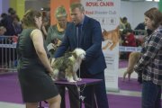 Club Dog Show Candidat in Club Winner – powderpuff female Liastris Tiara