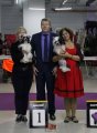 Club Dog Show Candidat in Club Winner – hairless female Mashama Mazi Rus Umaridadi