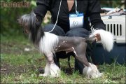 Монопородная выставка ранга ПК – голый кобель Dogland Happy Esmaer