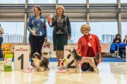 Club Dog Show Club Winner – hairless male Ognenny Lotos Hard-Rock