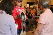 Региональная выставка собак CAC – голый кобель Ognenny Lotos Hard-Rock