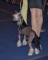 Национальная выставка собак CAC – голый кобель Ognenny Lotos Hard-Rock